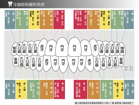 牙齒與經絡